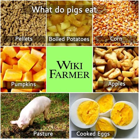 How to feed Pigs - Wikifarmer