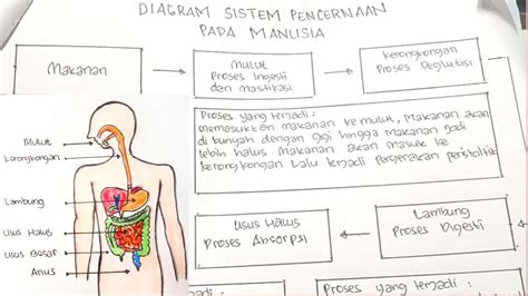 Gambar Sistem Pencernaan Pada Manusia Dan Fungsinya