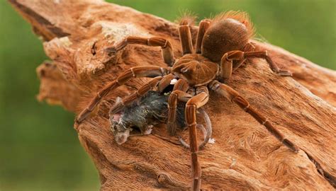 8 Horrifying Facts About the Goliath ‘Birdeater’ Spider From South America