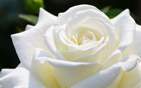 White Rose Wallpapers - Top Free White Rose Backgrounds - WallpaperAccess