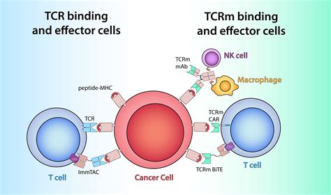 Frontiers | Empirical and Rational Design of T Cell Receptor-Based ...