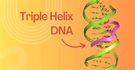 What is Triple Helix DNA and How Does it Form? – Genetic Education