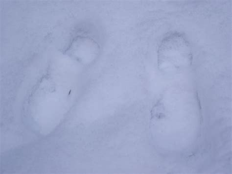 Footprints in the snow by supersarah089 on DeviantArt