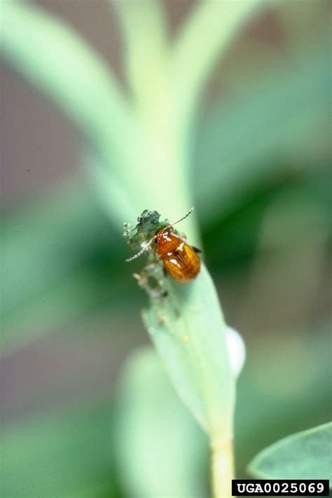 black dot spurge flea beetle (Aphthona nigriscutis)