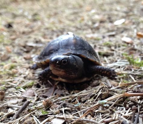 Eastern Box Turtle Hatchling - Mink Hollow Farm