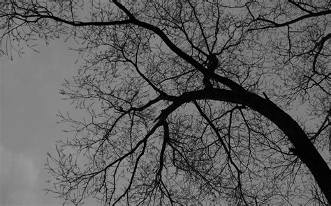 Download wallpaper 3840x2400 tree, branches, silhouette, black and ...