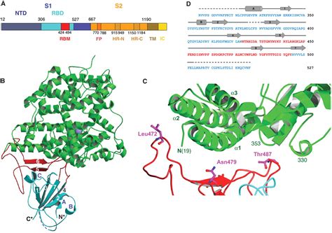 Structure of SARS Coronavirus Spike Receptor-Binding Domain Complexed ...