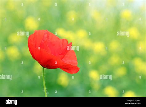 red poppy flower spring season Stock Photo - Alamy