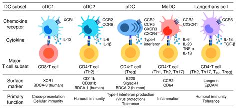 Cancers | Free Full-Text | Recent Progress in Dendritic Cell-Based ...