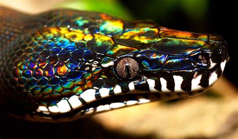 Meet Rainbow the White Lipped Python (Bothrochilus albertisii), her iridescence is caused by ...