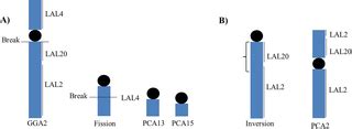 Chromosomal evolution and phylogenetic considerations in cuckoos (Aves, Cuculiformes, Cuculidae ...