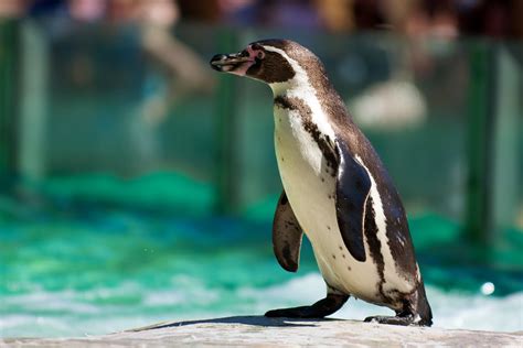 Graham Hush Photography: London Zoo - Penguins and Tigers