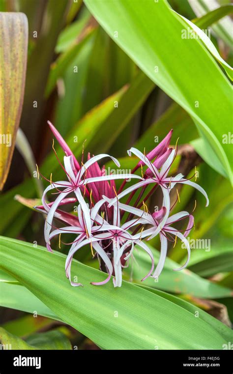 USA, Florida, Orlando, swamp lily, Gatorland Stock Photo - Alamy