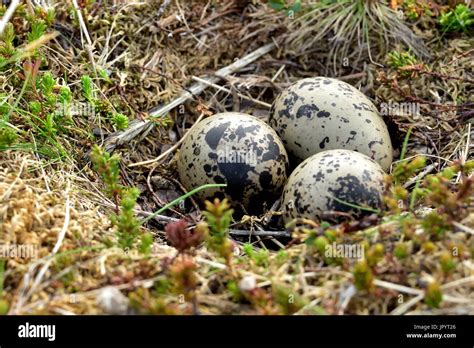 Eurasian Oystercatcher eggs at nest - Varanger Norway Stock Photo - Alamy