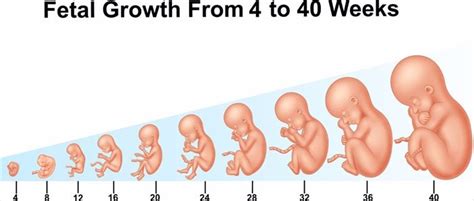 Stages Of Being Pregnant