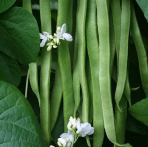 Runner Bean Selection Seed Mix 100 Seeds 4 Varieties | Etsy