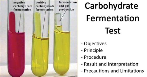 Carbohydrate Fermentation Test (Sugar Fermentation Test)