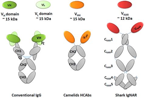 Diagnostics | Free Full-Text | Single Domain Antibodies as New Biomarker Detectors