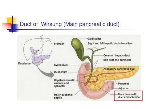 PPT - THE PANCREAS PowerPoint Presentation, free download - ID:1224503