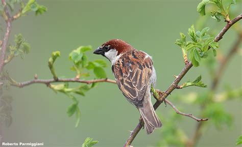 Passer italiae (italian sparrow--passero d'Italia) photo - robertoparmiggiani photos at pbase.com