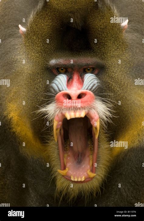 Mandrill Baboon Teeth