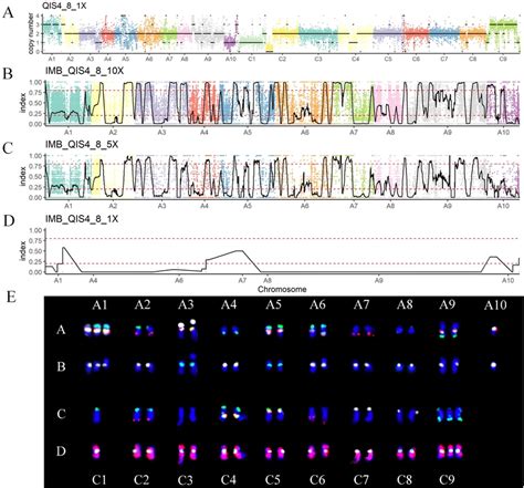 Karyotyping of the resynthesized B. napus QIS4_8. (A) Molecular... | Download Scientific Diagram