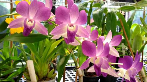 gousicteco: Orchid Phalaenopsis Care Images