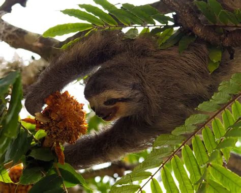 Pale-Throated Three-Toed Sloth - Facts, Diet, Habitat & Pictures on ...