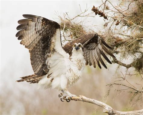 Ospreys, Osprey Pictures, Osprey Facts - National Geographic | Osprey, Cypress lake, National ...