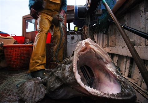 15 Terrifying Things In The Ocean, Because 'Jaws' Has Nothing On These ...