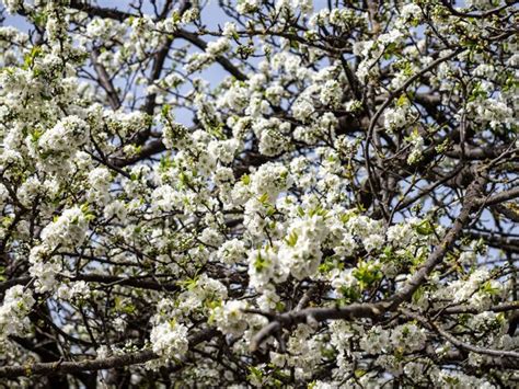 Premium Photo | White flowers on plum tree branches