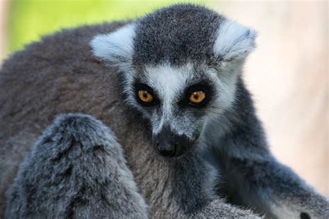 3840x2160 wallpaper | ring tailed lemur | Peakpx