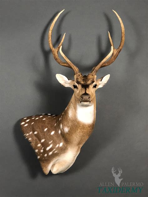 GAMEHEADS — Allen Palermo Taxidermy