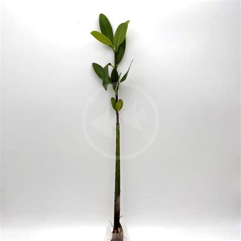 TERRARIUM - RED MANGROVE Rhizophora mangle - Aquatics Unlimited