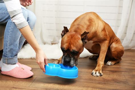 How to take Care of your Pets at Home? 10 Tips - Listaka