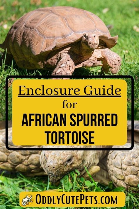 an image of a tortoise in the grass with text overlay that reads, enclosure guide for african ...