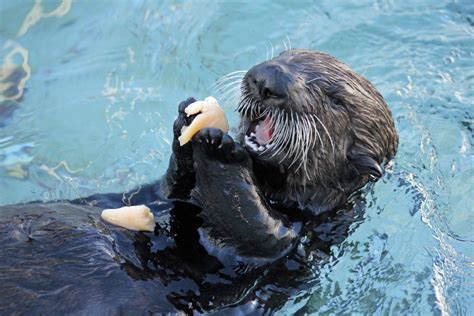 Orphan Otter Pups Get A New Home, Have The Best Day Ever | HuffPost