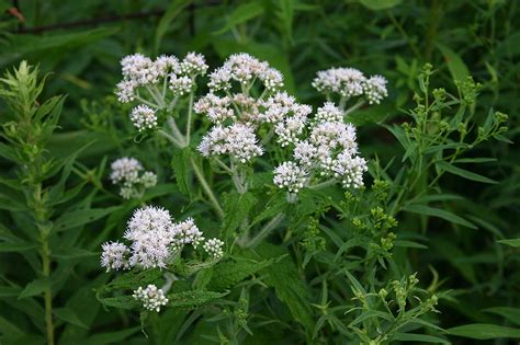 Boneset - Advice From The Herb Lady