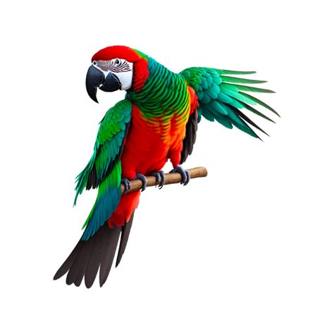 Red and yellow macaw, Bird True parrot Macaw, parrot, animals ...