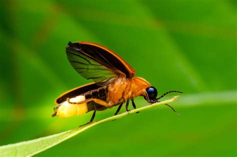 Why Do Fireflies Glow?