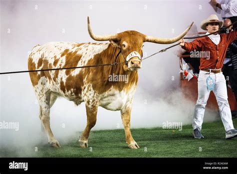 Austin, TX, USA. 17th Nov, 2018. Bevo Longhorns Mascot in action during ...