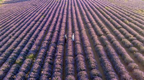 Best Places to See Lavender Fields in France with Free Map (2023 ...