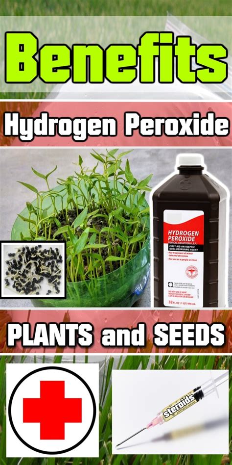 Hydrogen Peroxide on Plants (Best Germination Results!) – mygardenchannel