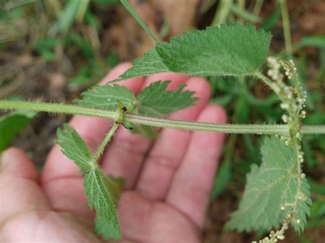 Three members of the Nettle Family | Identify that Plant