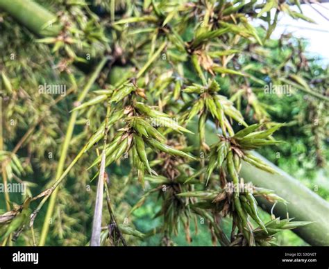 Bamboo flower in summer season Stock Photo - Alamy