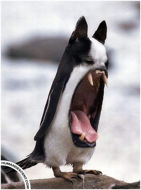 Funny hybrids of different animals - 30 Pics | Curious, Funny Photos ...