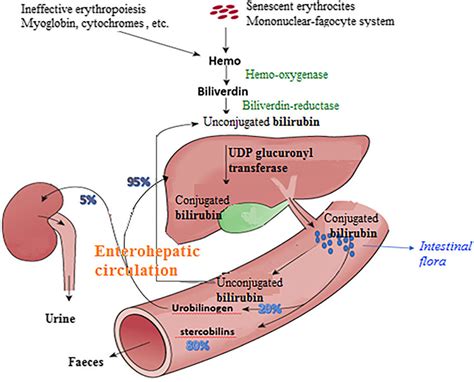 Bilirubin metabolism and recirculation. | Download Scientific Diagram