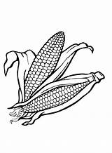 50  Corn Coloring Pages Free Printable PDF JPG PNG & Online sketch template