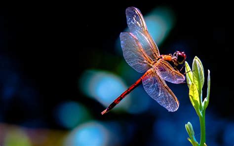 Dragonfly HD Wallpapers - Top Free Dragonfly HD Backgrounds - WallpaperAccess