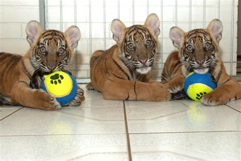 You Can Now Go Swimming With Tiger Cubs - TSM Interactive